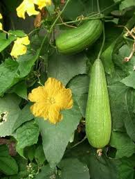 LUFFA SEED OIL - Rakesh Sandal Industries